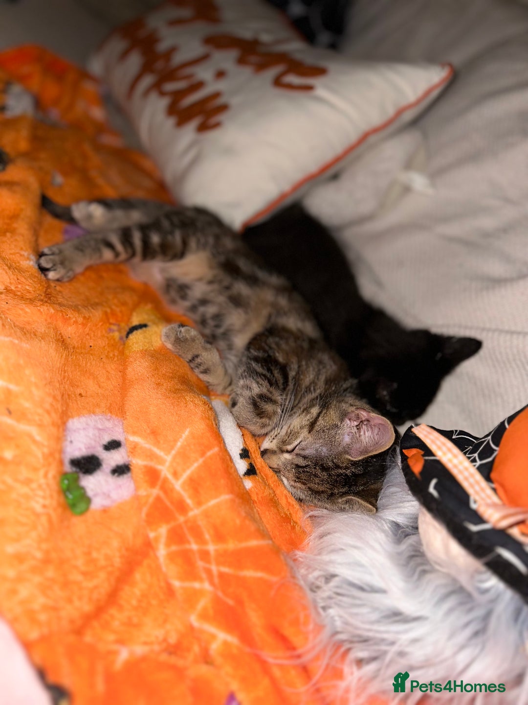 Mixed Breed cats for sale: Tabby and black kittens  - Image 4