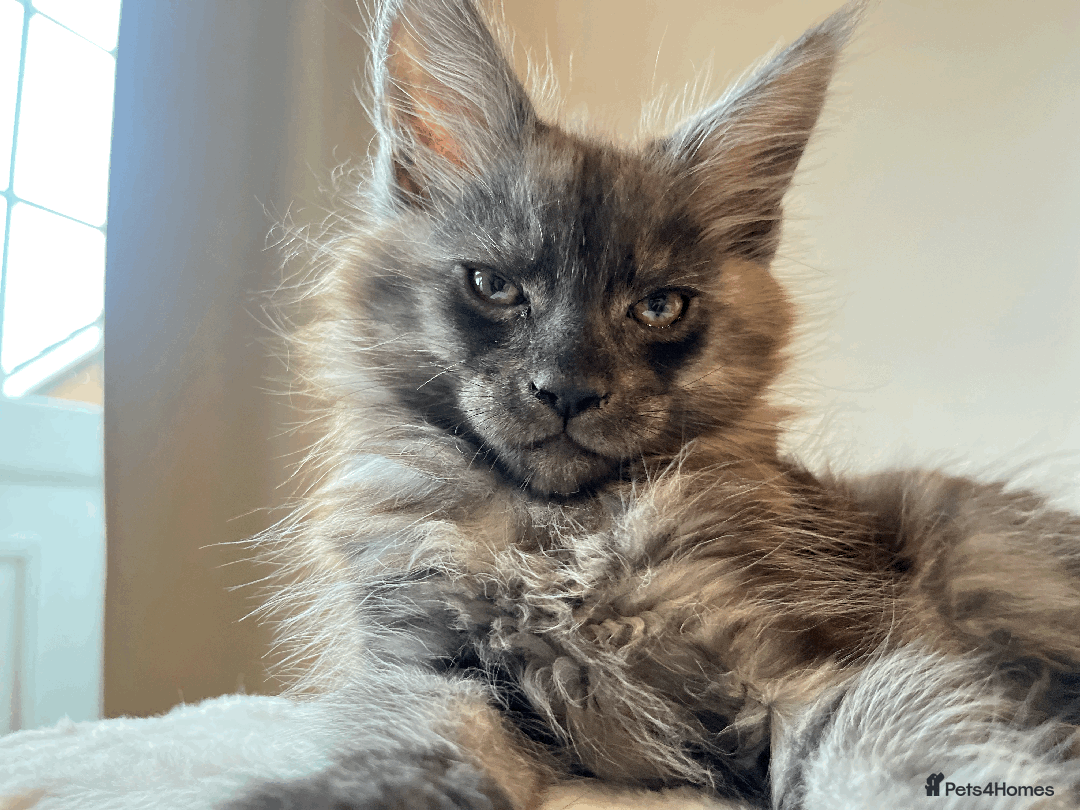 Maine Coon cats for sale: XXL CHAMPION RUSSIAN LINE.MAINE COON KITTENS - Advert 37