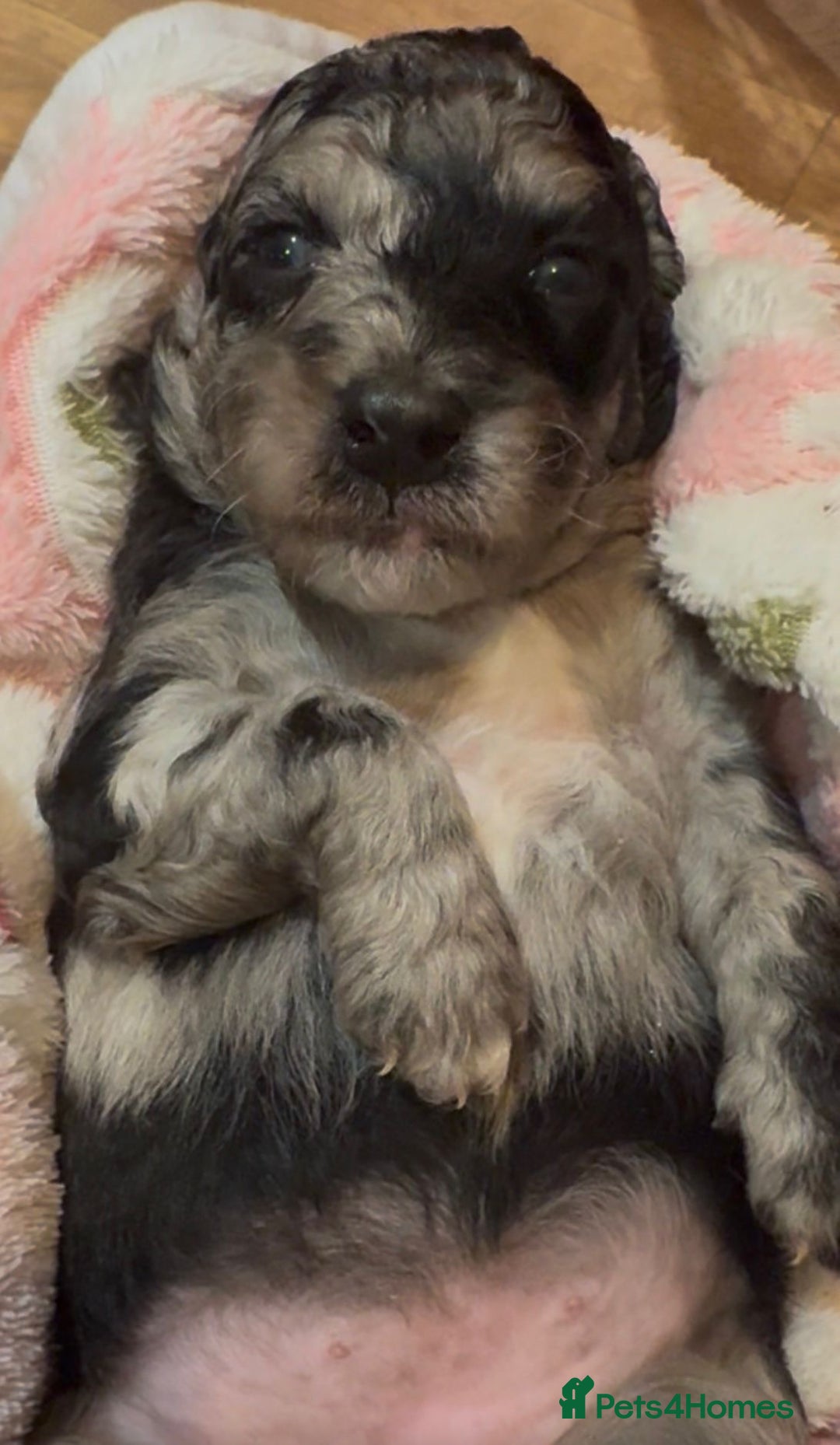 Cockapoo dogs for sale: Adorable F2 cockapoos - Advert 2