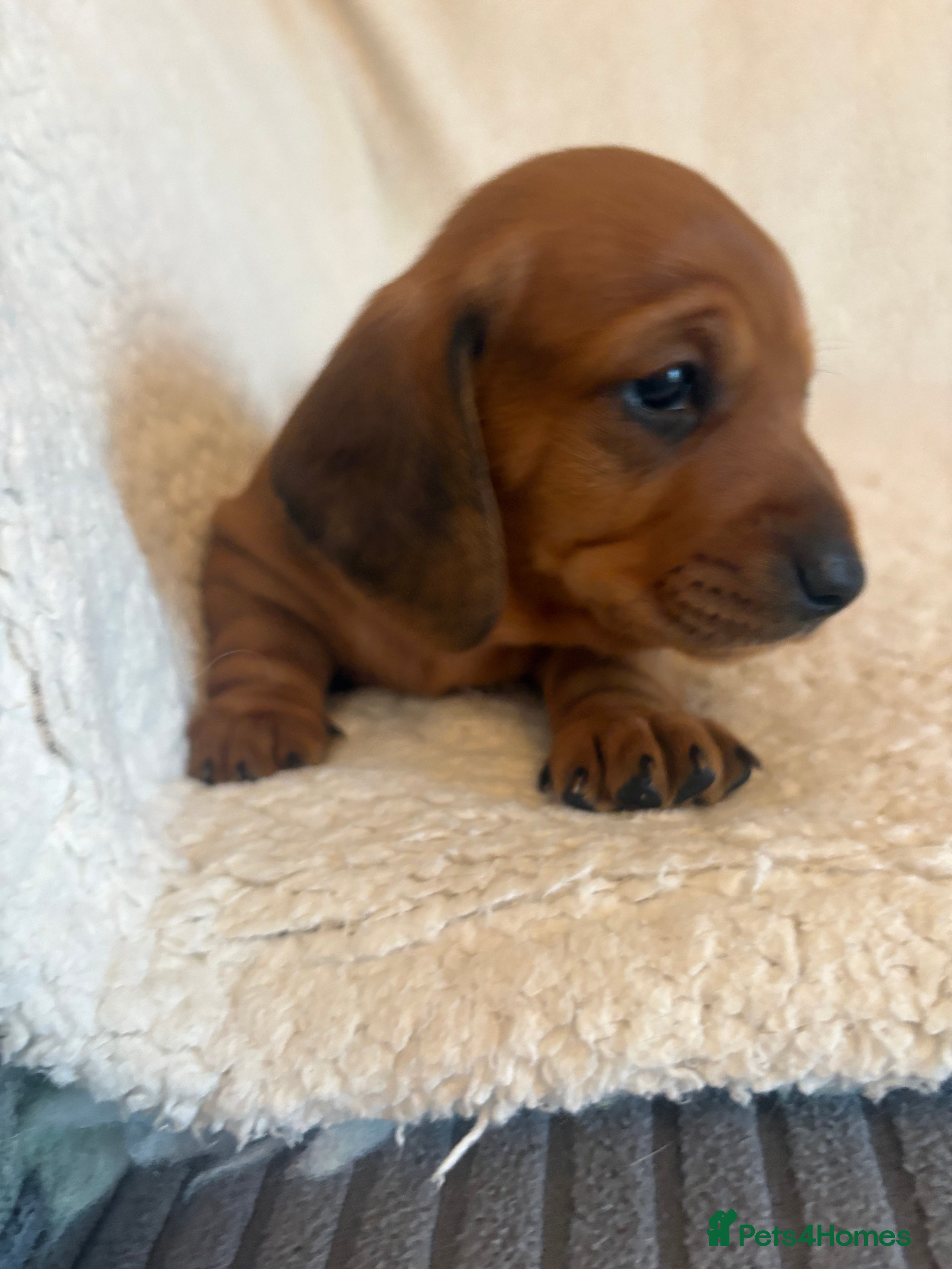 Miniature Dachshund dogs for sale: Litter of shaded red miniature Daschunds  - Advert 2
