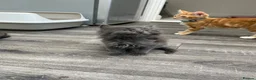 Mixed Breed cats for sale: Beautiful very friendly long haired kittens  - Advert 10