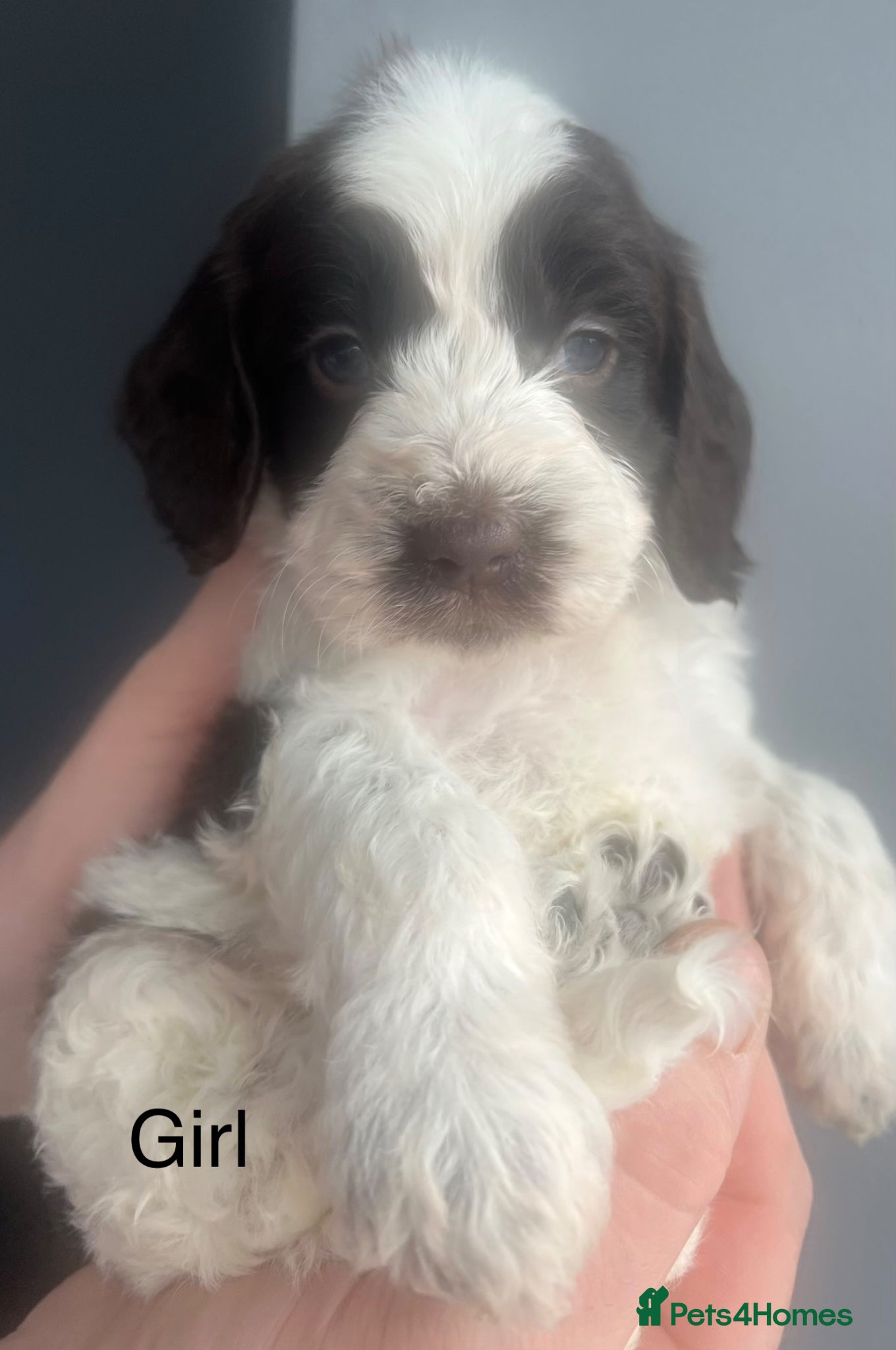 Sproodle dogs 🐶💕Adorable Sprockerpoo Puppies🐶💕 - Advert 2