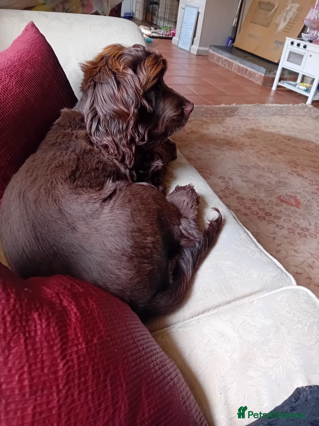 Cocker Spaniel dogs for sale: 6 month old female English show cocker spaniel - Image 7