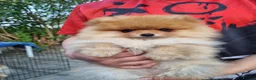 Pomeranian dogs for sale: Reduced !!! Beautiful Boy Pomeranian Puppies - Advert 2