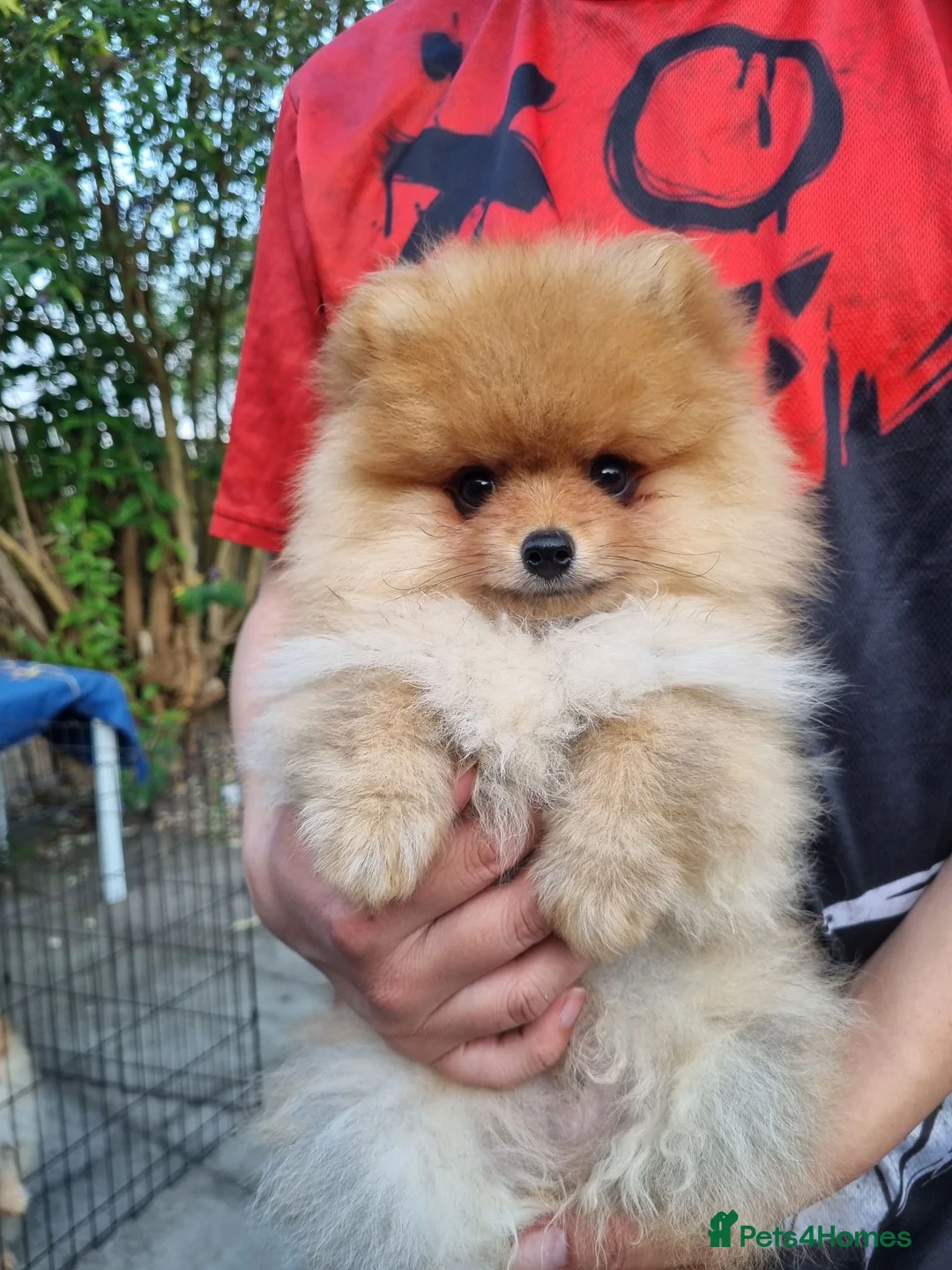 Pomeranian dogs for sale: Reduced !!! Beautiful Boy Pomeranian Puppies - Advert 2