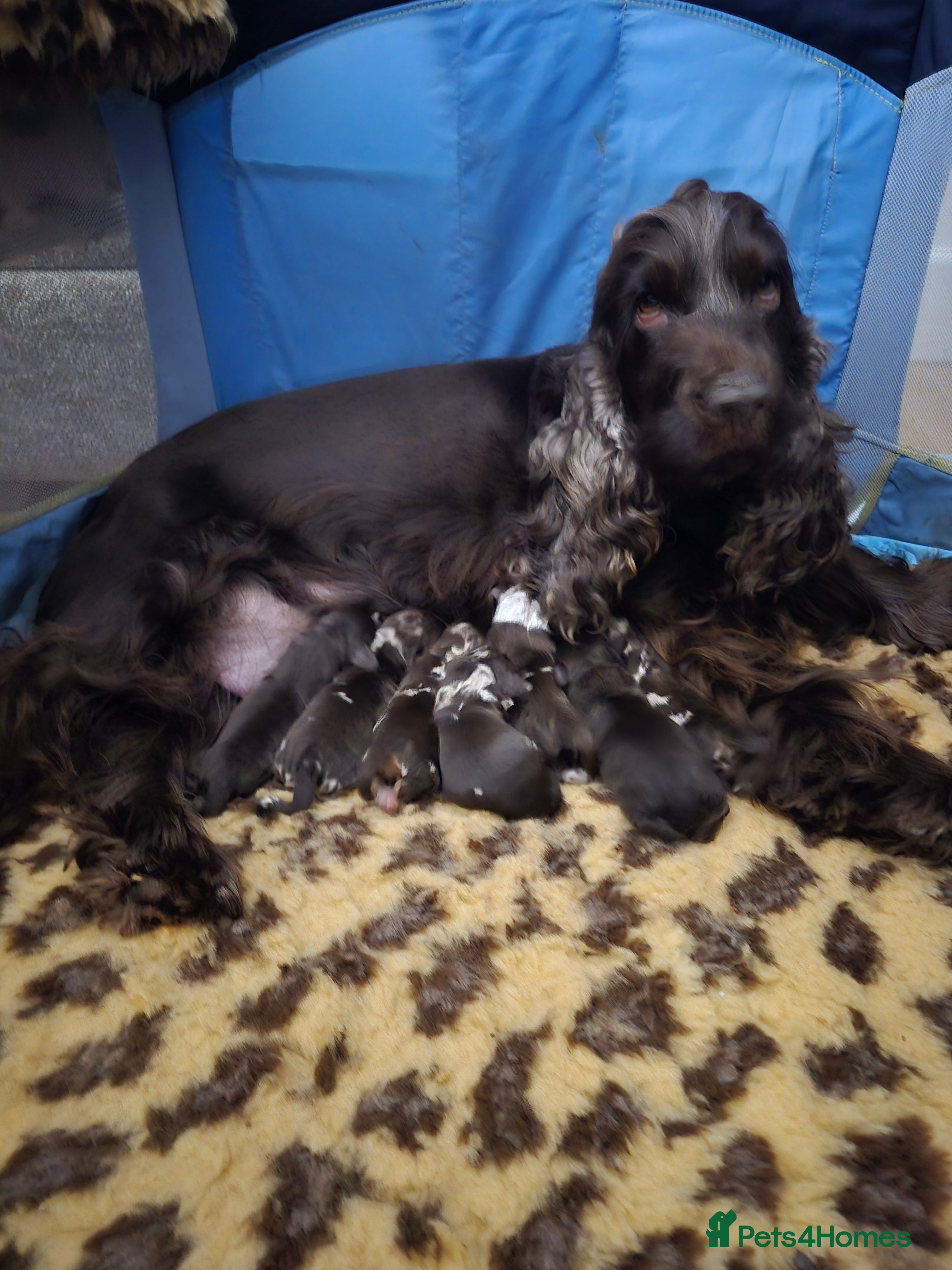 Cockapoo dogs F1 show cockapoos - Advert 5