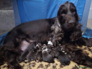 Cockapoo dogs F1 show cockapoos - Advert 11