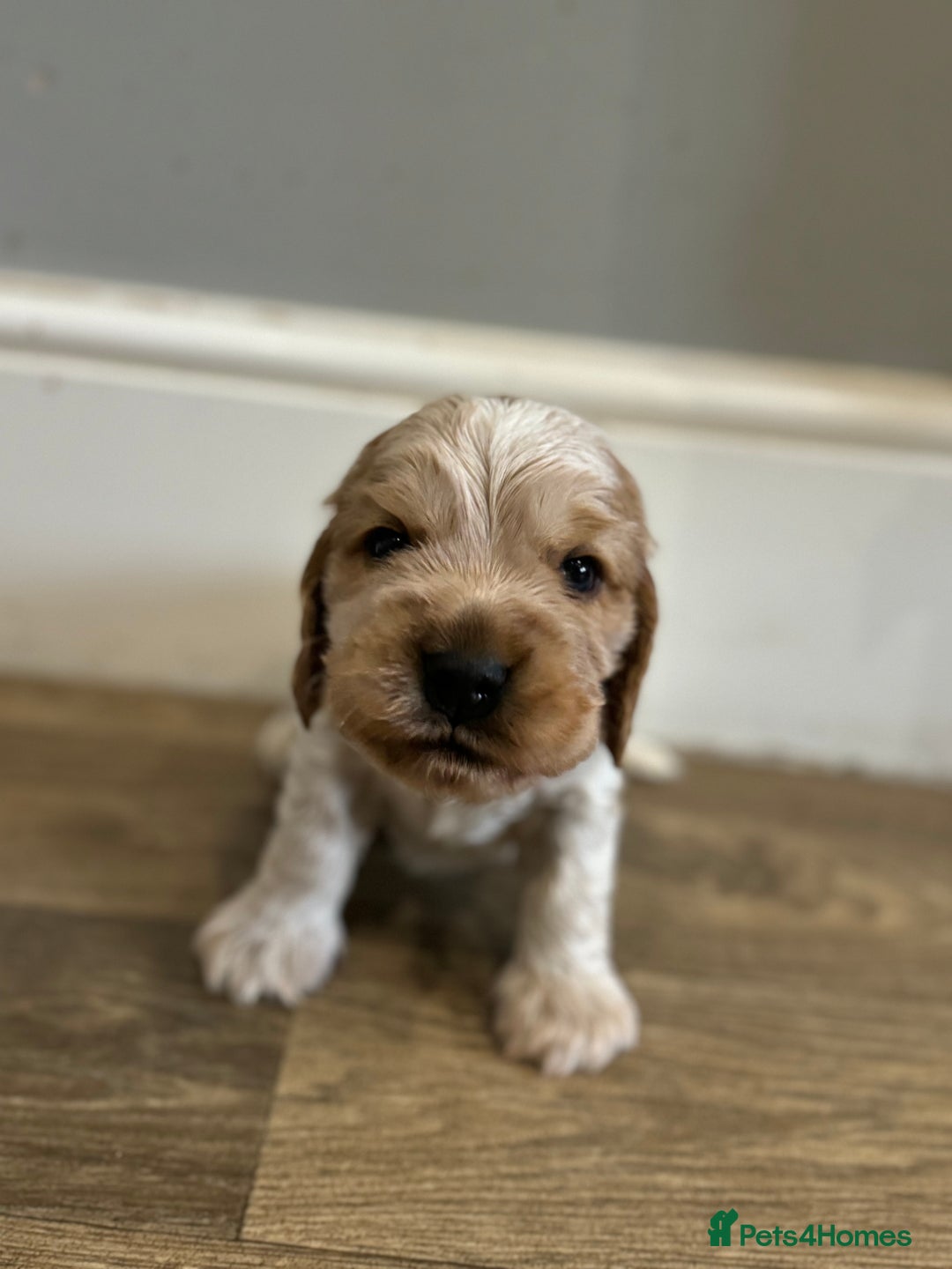 Cocker Spaniel dogs for sale: Exceptional litter of Show Type Cocker Spaniels - Advert 18