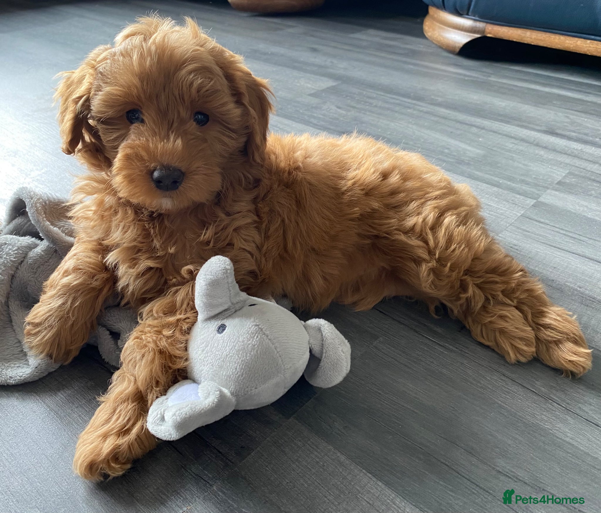 Goldendoodle dogs Mini F1b Goldendoodle *only 1 girl available* - Advert 3