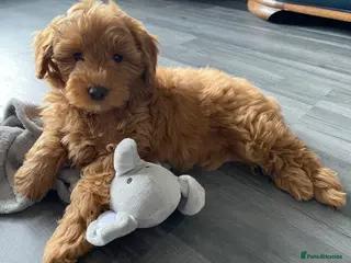 Goldendoodle dogs Mini F1b Goldendoodle *only 1 girl available* - Advert 3