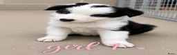 Border Collie dogs for sale: Gorgeous Border collie pups. KC registered.  - Advert 26