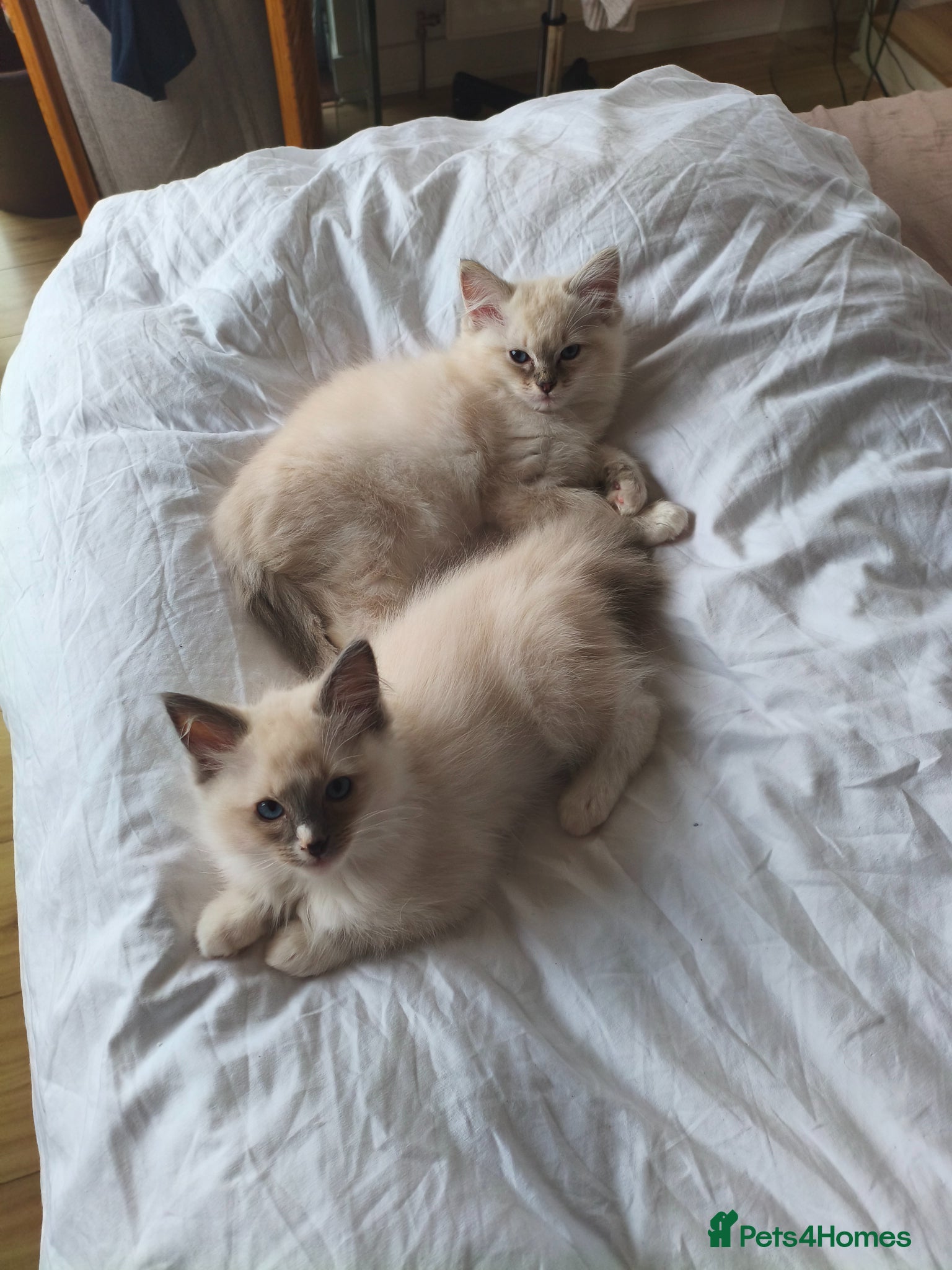 Ragdoll cats Ragdoll kitten's 11 week old males - Advert 1