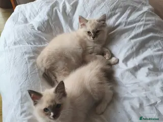 Ragdoll cats Ragdoll kitten's 11 week old males - Advert 1