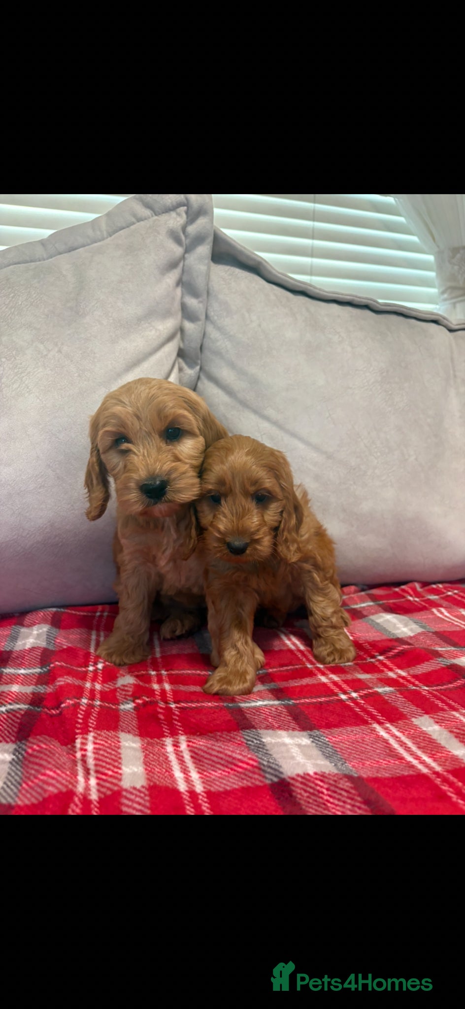 Cockapoo dogs for sale: Stunning red F1b cockapoo puppy’s ready to go  - Advert 7