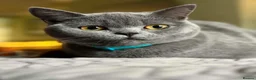 British Shorthair cats for sale: Female British blue - Advert 1