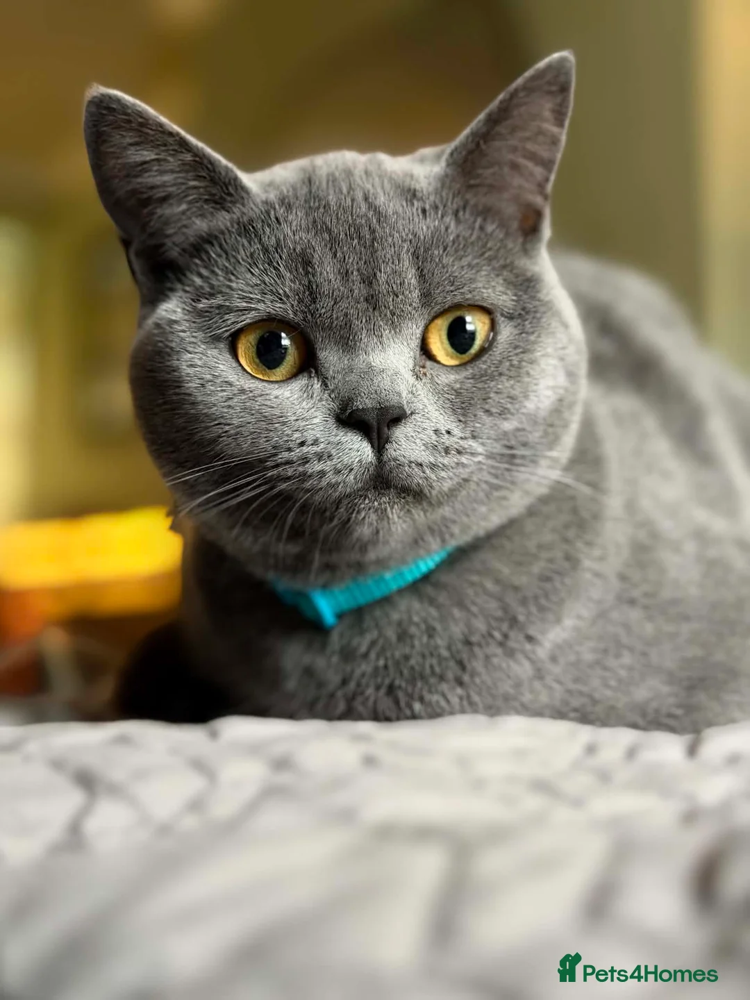 British Shorthair cats for sale: Female British blue - Advert 1