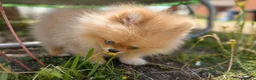 Pomeranian dogs for sale: Super Tiny Boy Orange Sable - Advert 2