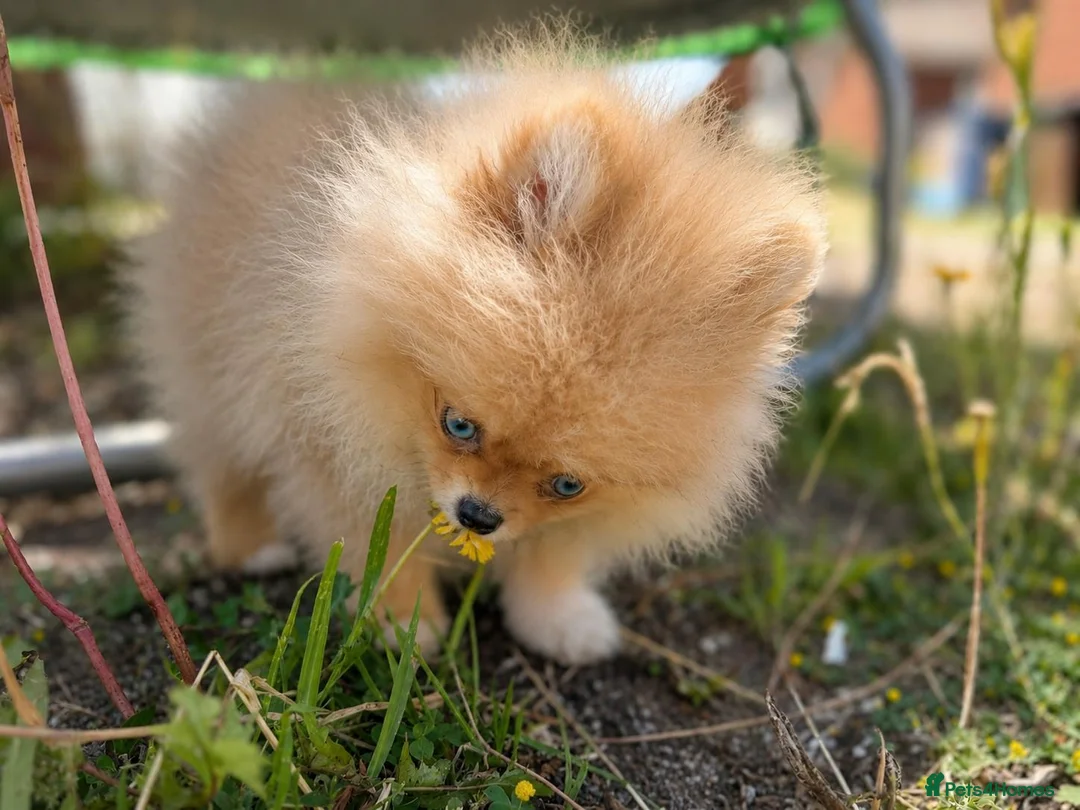 Pomeranian dogs for sale: Super Tiny Boy Orange Sable - Advert 2