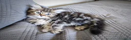 Siberian cats for sale: 🐾 Stunning Siberian cross Maine Coon Kittens 🐾 - Advert 25