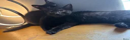 Mixed Breed cats for sale: BSH X Tabby adorable kittens - Advert 7