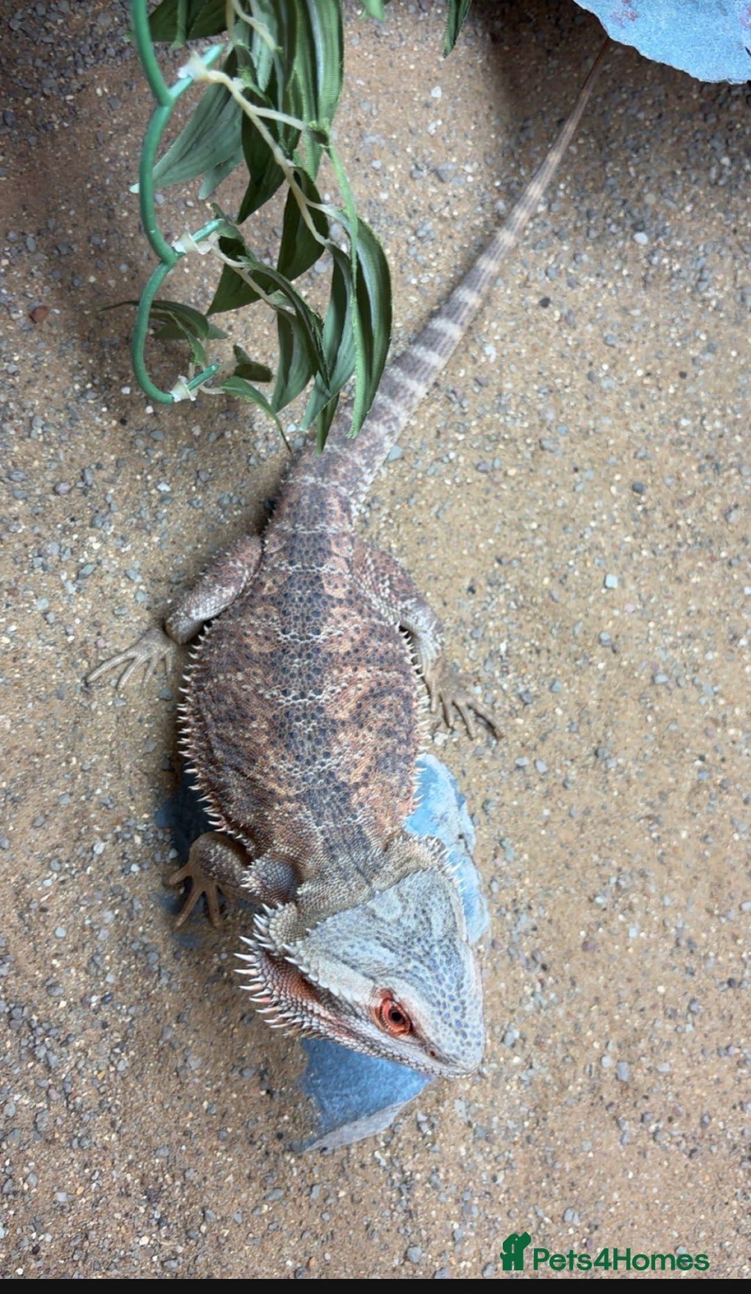 Bearded Dragon reptiles for sale: Bearded dragon and set up - Image 4