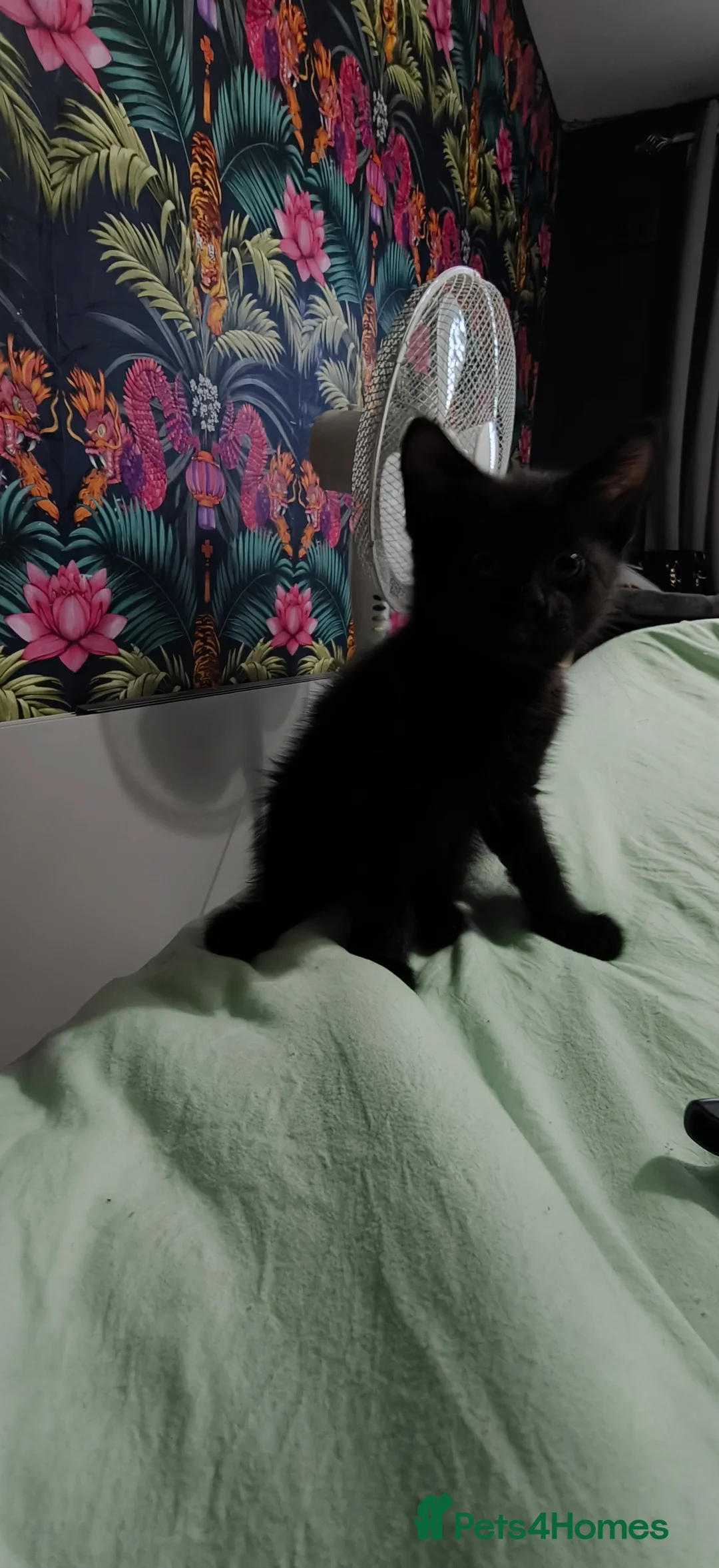 Mixed Breed cats for sale: 3 beautiful kittens £70 each  - Advert 2