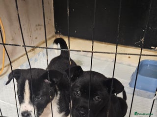 Mixed Breed dogs 2 American akita x cane corso pups - Advert 14