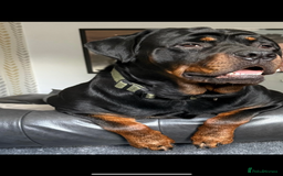 Rottweiler dogs for sale: Rottweiler  - Image 1