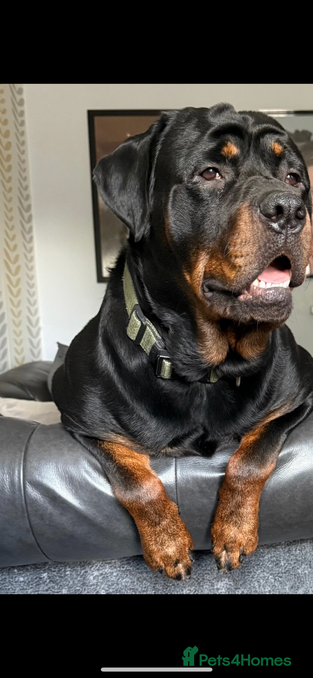 Rottweiler dogs for sale: Rottweiler  - Image 1