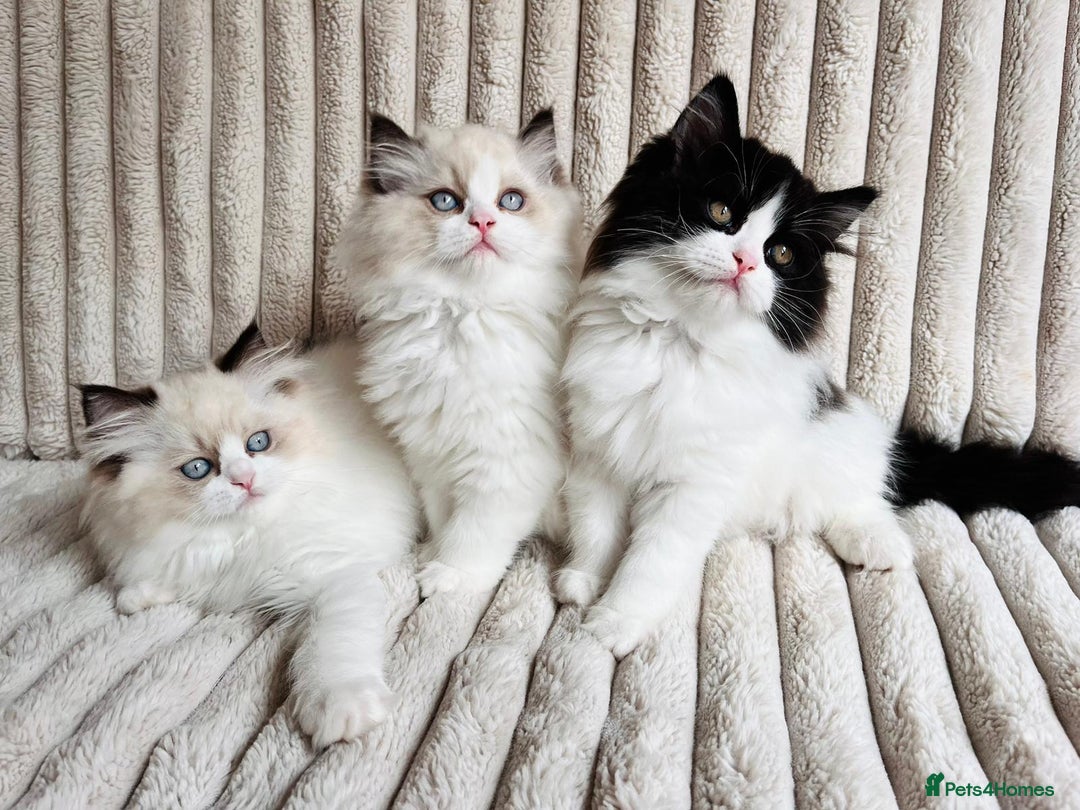 Perdoll cats for sale: Two adorable Perdoll kittens for sale - Image 5
