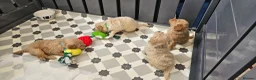 Mini Goldendoodle dogs for sale: The Mini Moo Crew F2B Miniature Goldendoodle Pups - Advert 7