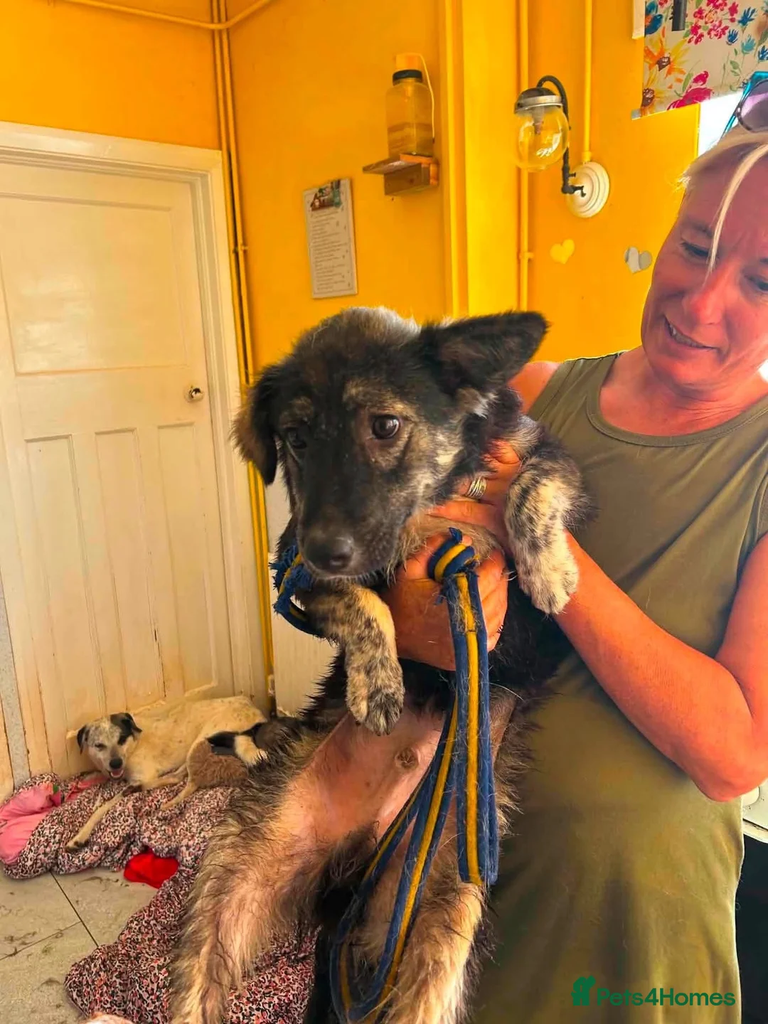 Mixed Breed dogs for adoption: Greyson - Norwich Norfolk  - Advert 17