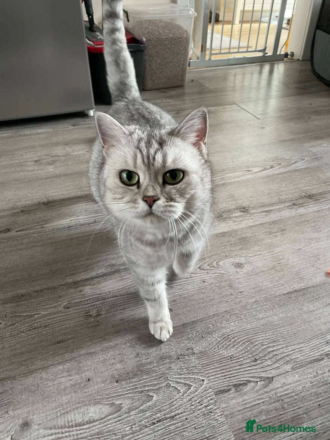 British Shorthair cats for sale: Beautiful Bsh  - Advert 3