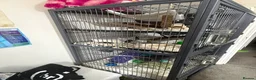 Rat rodents for sale: 4 Male Dumbo rats and complete set up for sale  in Esher - Advert 13