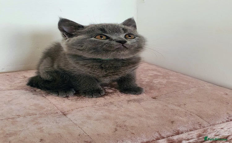 British Shorthair cats - Advert 11