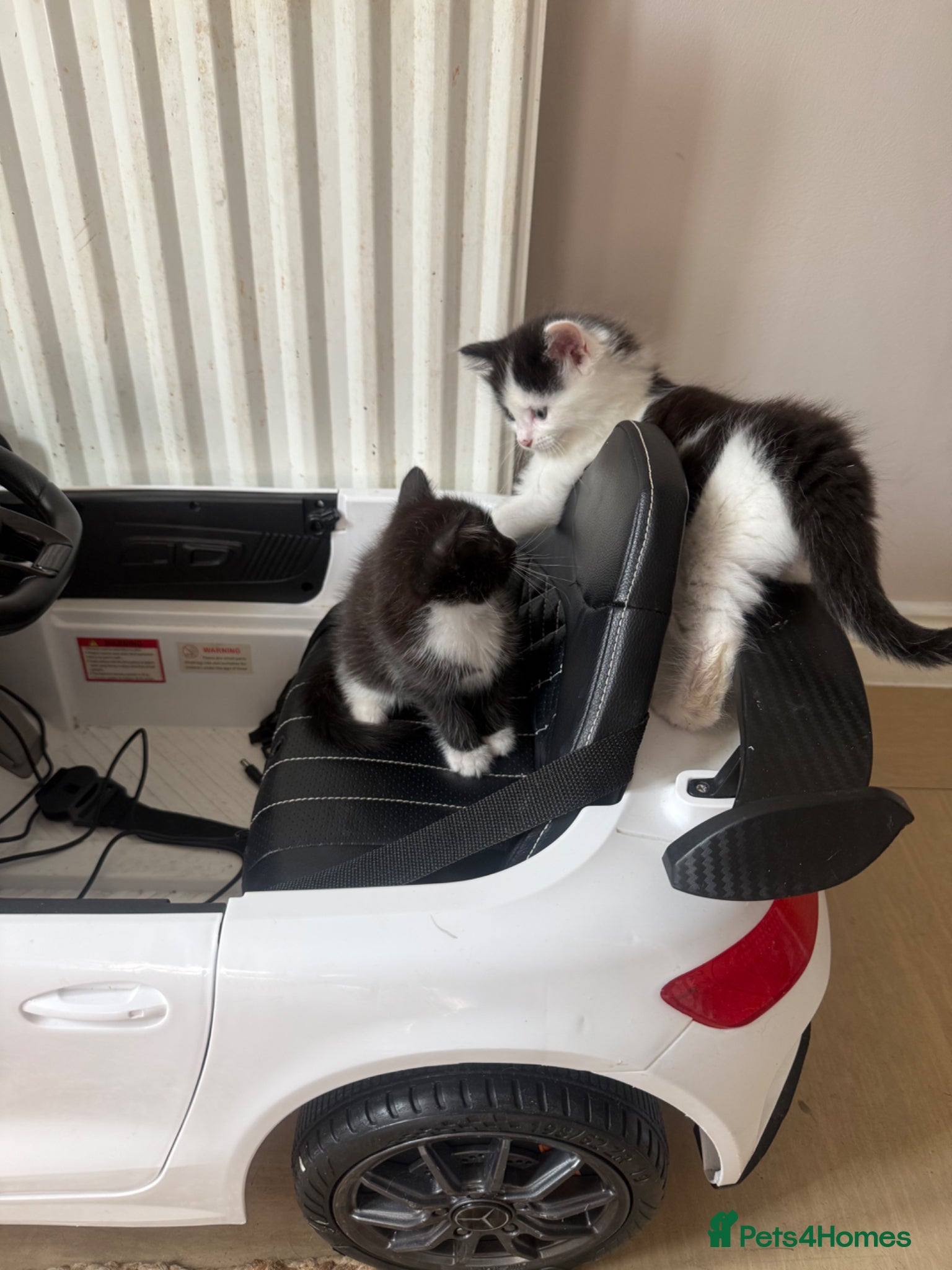 Mixed Breed cats for sale: Kittens for sale  in Chester - Advert 3