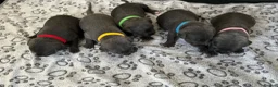 Staffordshire Bull Terrier dogs for sale: Stunning KC registered Staffy puppies 💙💙🩷🩷🩷 - Advert 6