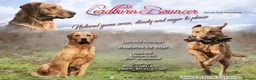 Labrador Retriever dogs for sale: KC registered fox red working line Labradors - Advert 18
