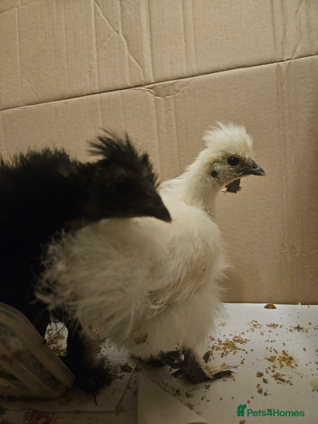 Chickens poultry for sale: Baby Purebred Silkies For Sale ✨️ - Advert 10