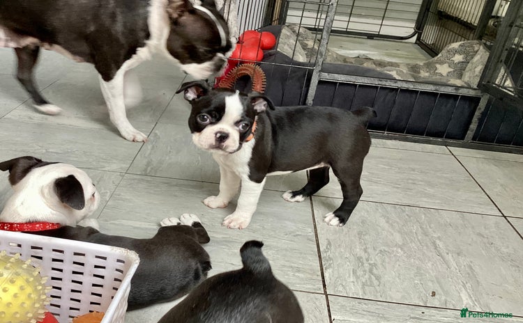 Boston Terrier dogs - Advert 8