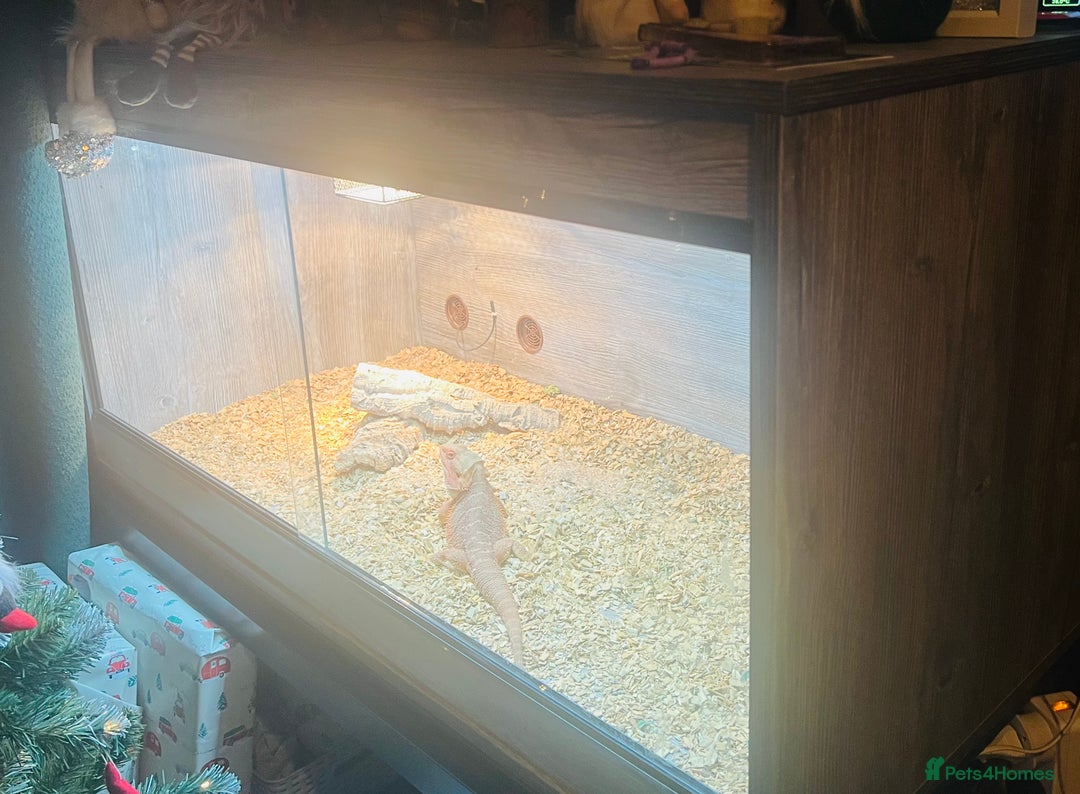 Bearded Dragon reptiles for sale: Red bearded dragon  - Advert 3