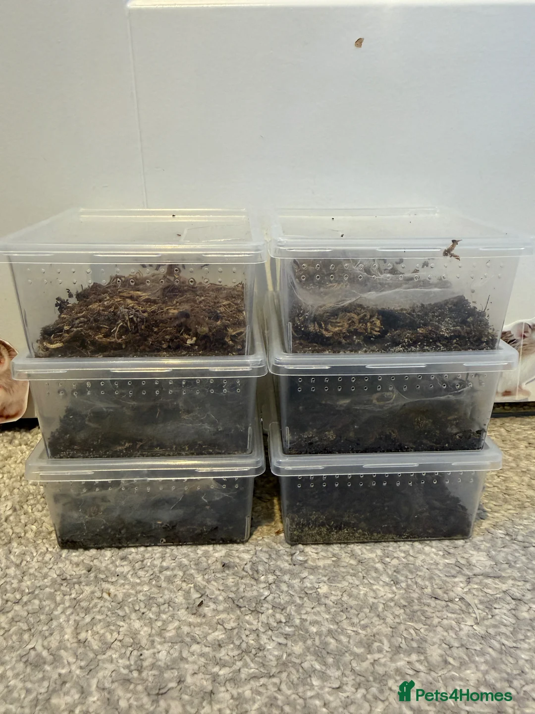 Mixed Breed invertebrates for sale: Various tarantula slings  in Taunton - Advert 2