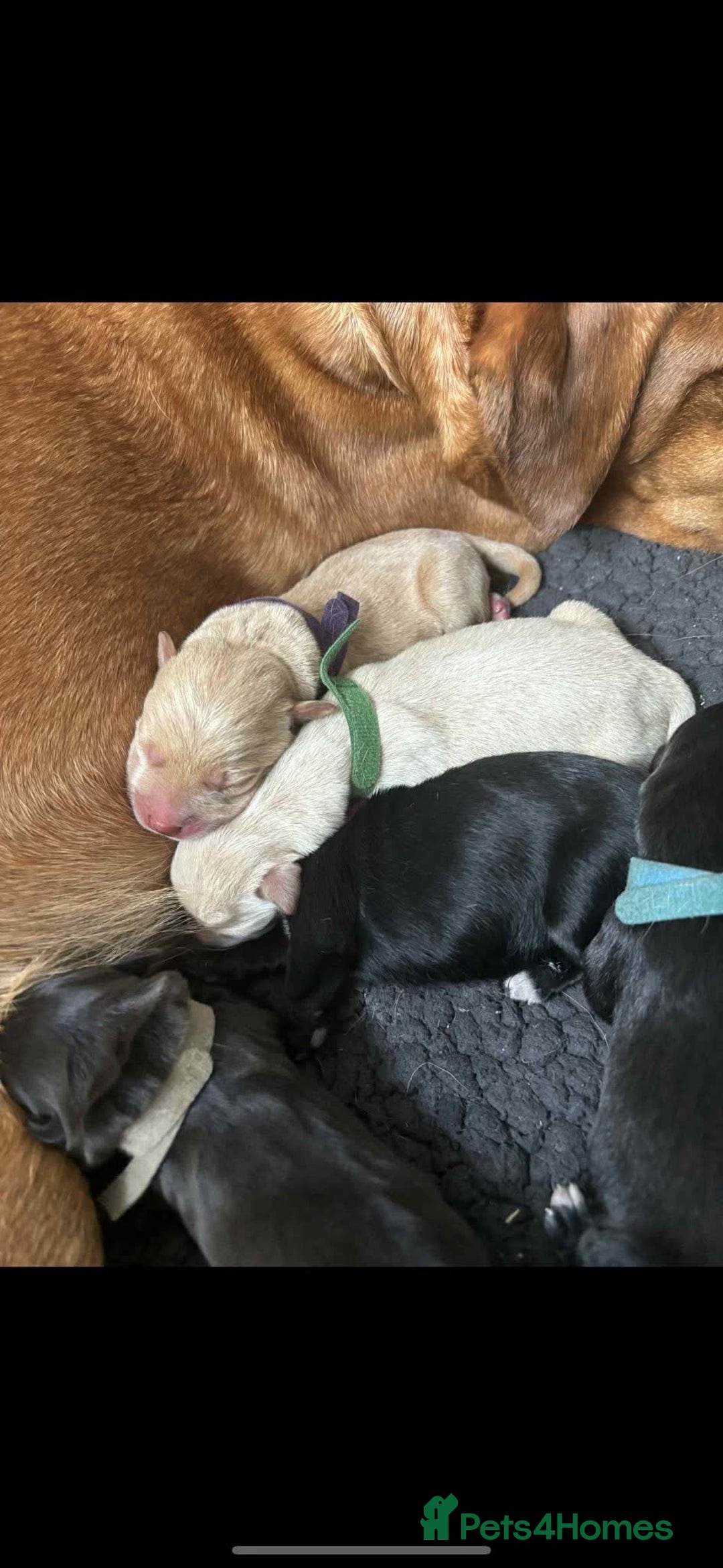 Mixed Breed dogs for sale: Mixed breed Labrador puppies  - Image 12