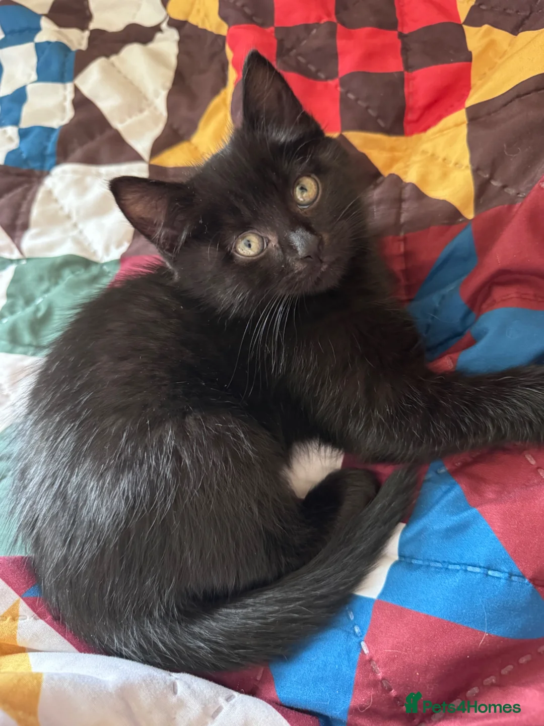 Mixed Breed cats for sale: Male Black Kitten - Advert 1