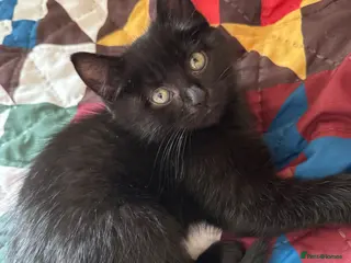 Mixed Breed cats Male Black Kitten - Advert 3