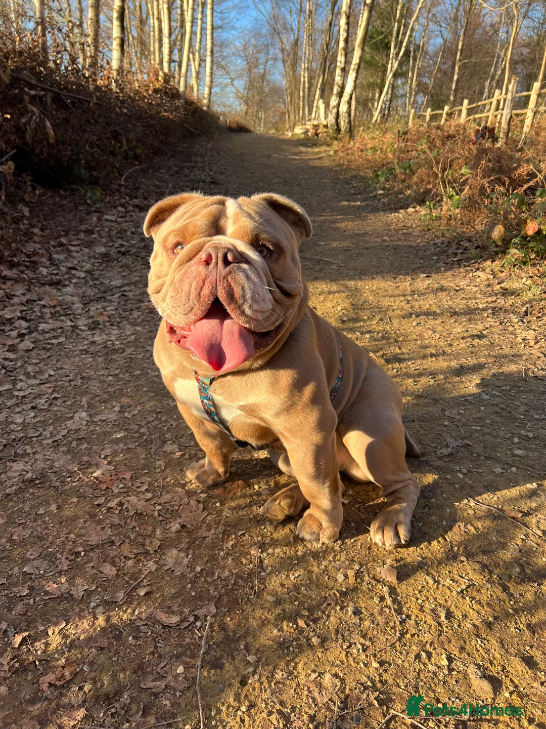 Mixed Breed dogs for sale: Odie - Olde english bulldog  - Advert 3