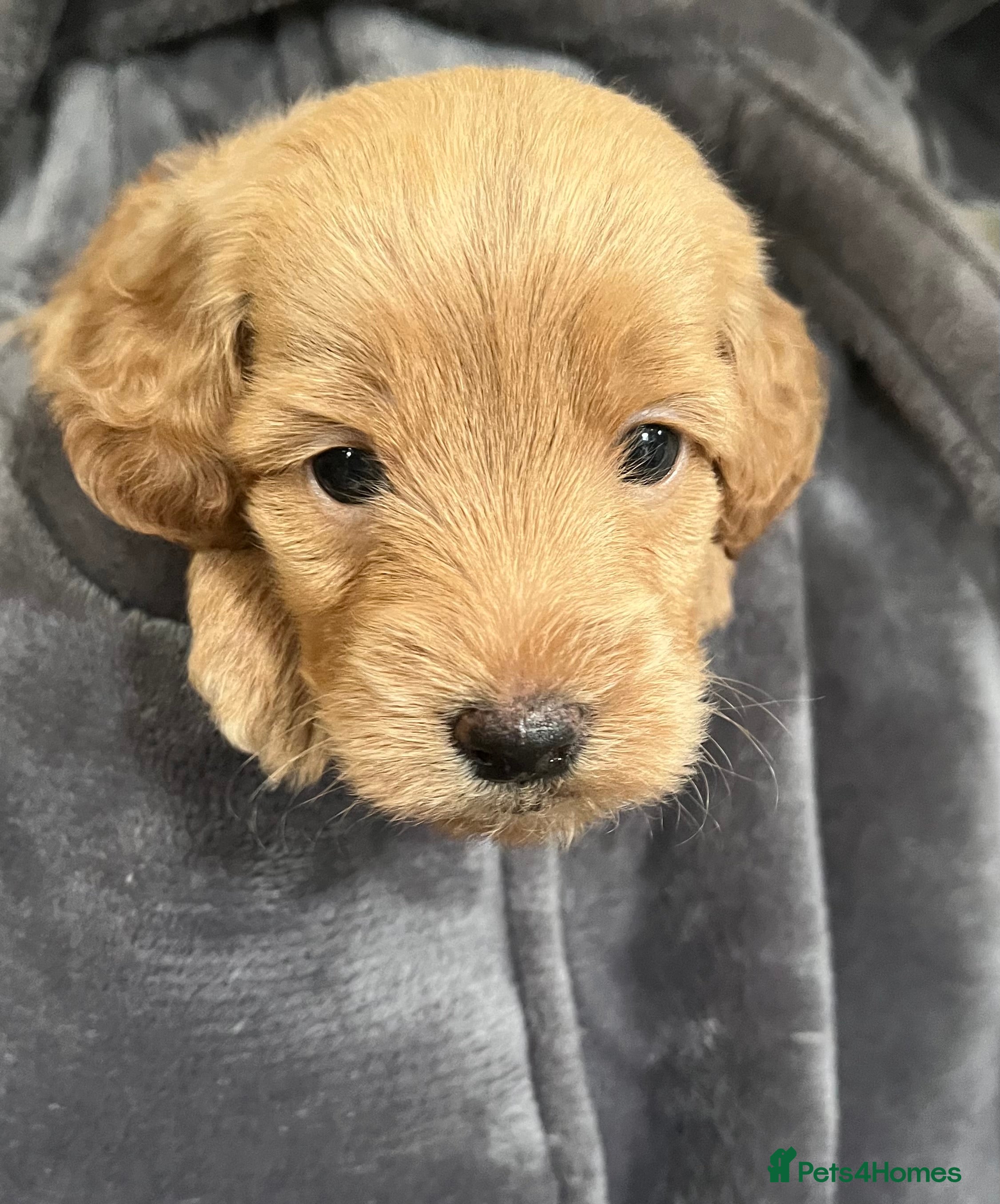 Labradoodle dogs 💖Adorable Miniature labradoodle Puppies 💕 - Advert 3