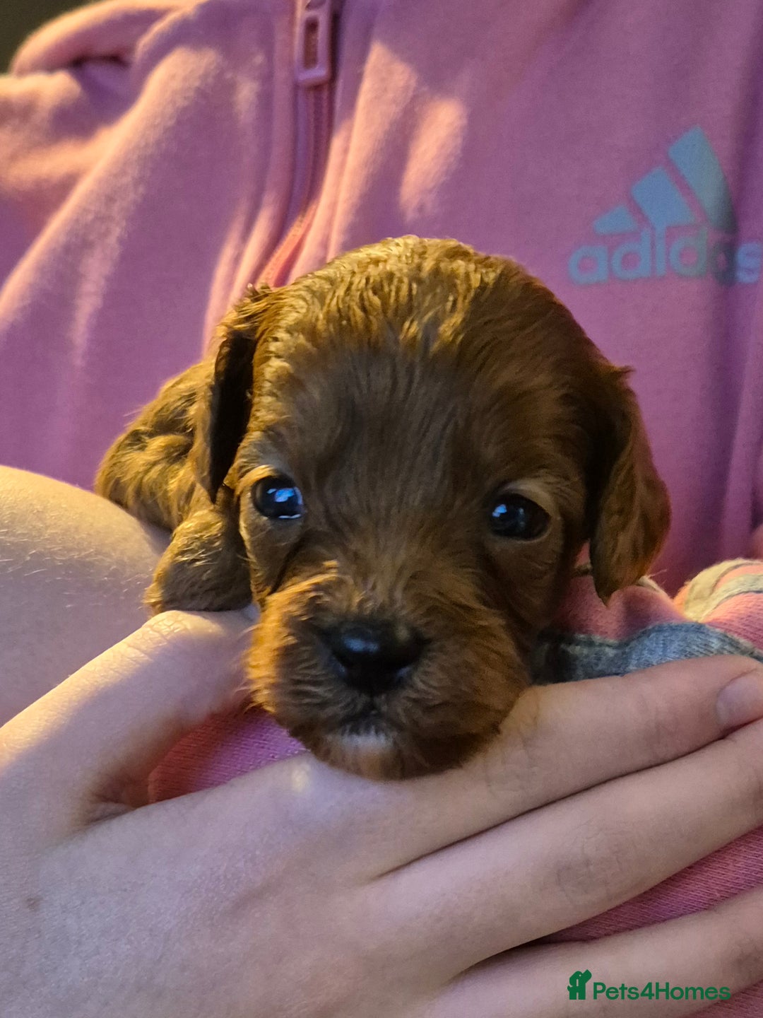 Cavapoo dogs for sale: TINY TOY CAVAPOO HEALTH TESTED  - Advert 11