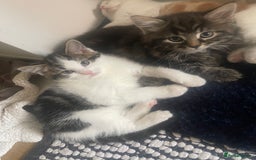 Mixed Breed cats for sale: Looking for forever home - Image 3