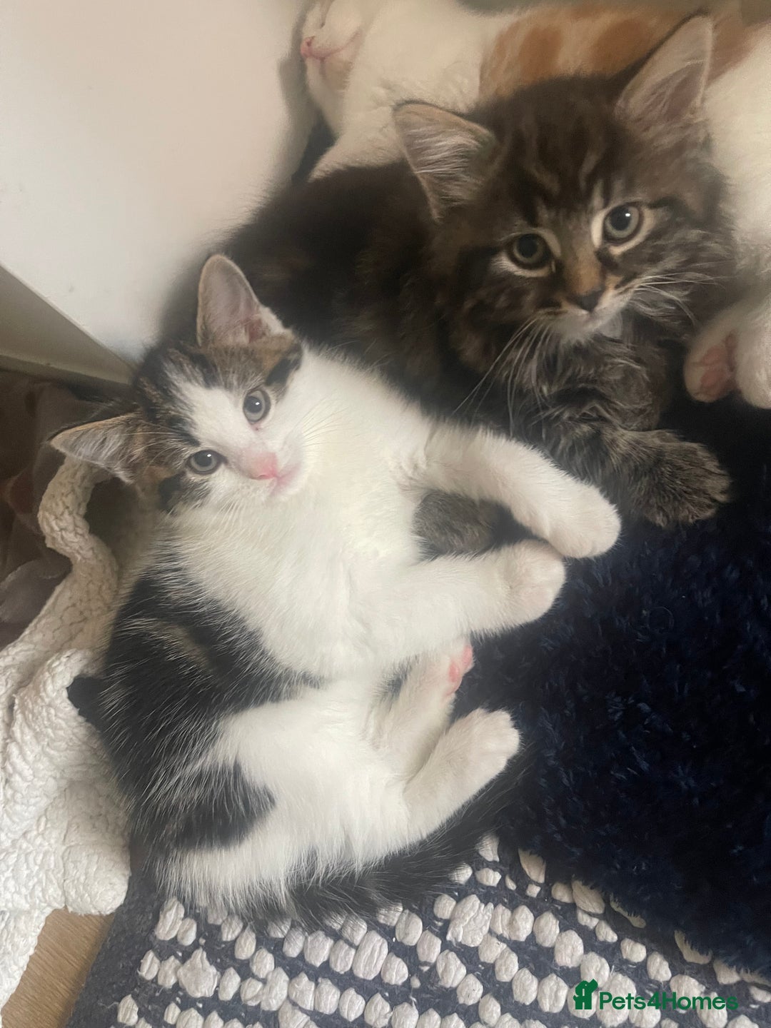 Mixed Breed cats for sale: Looking for forever home - Image 3